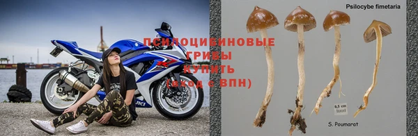 индика Горнозаводск